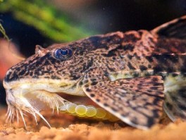 Loricaria rio atabapo 21